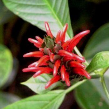 <b>Just A Pretty Flower, Moody Gardens, Galveston Texas Sue/OK</b>