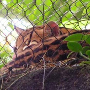 <b>Ocelot, Moody Gardens, Galveston Texas Sue/OK</b>