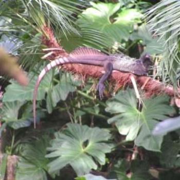 <b>Sail Fin Lizzard, Moody Gardens, Galveston Texas Sue/OK</b>