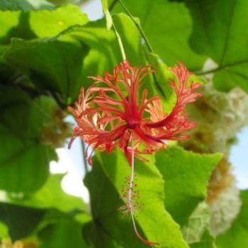 <b>Lantern Flower, Moody Gardens, Galveston Texas Sue/OK</b>