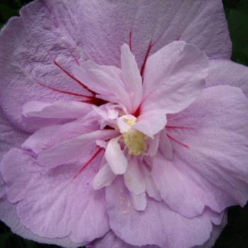 <b>Hibiscus syriacus Rose of Sharon double</b>