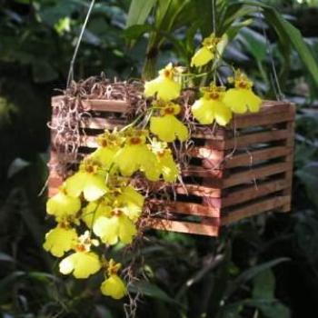 <b>Basket of Orchids (not mine), Moody Gardens, Galveston Texas Sue/OK</b> <b>Basket of Orchids (not mine), Moody Gardens, Galveston Texas Sue/OK</b>