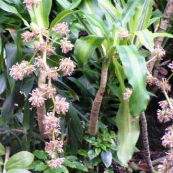 <b>Flower Vine, Moody Gardens, Galveston Texas Sue/OK</b>
