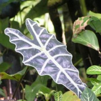 <b>Pretty Leaf, Moody Gardens, Galveston Texas Sue/OK</b>