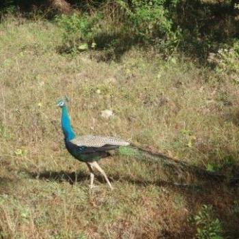 <b>Peacock, national bird of India, Mudumalai sanctuary.</b>