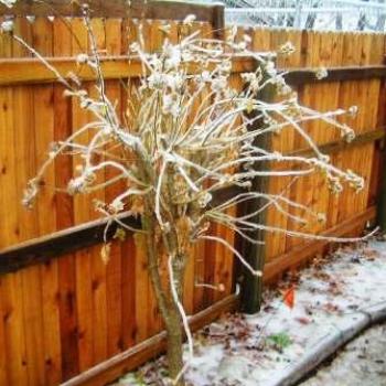 <b>Ice storm December 2007  Sue/OK</b>