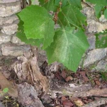 <b>The study of a leaf  Sue/OK</b>