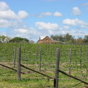 <b>Magpie's Nest wines & olives Wagga Wagga Oct'03 Kate/Sydney</b>