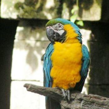 <b>Blue & Gold Macaw / Moody Gardens Galveston, Texas  Sue/OK</b>