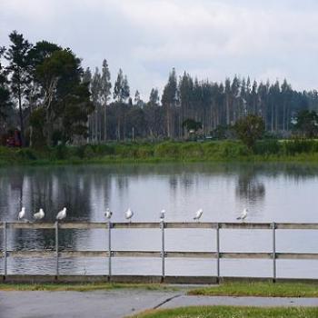 <b>Seagulls standing to attention, Albany (Anne)</b>