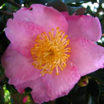 <b>camelia sasanqua Kate/Sydney</b>