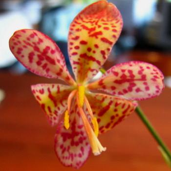 <b>minature tiger lily Kate/Sydney</b>
