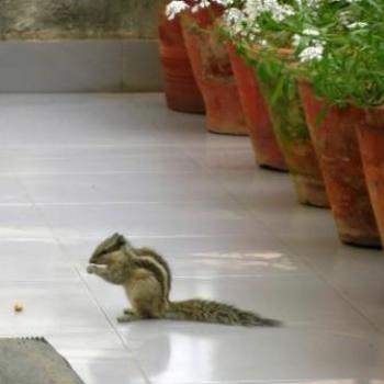 <b>Squirrel, Delhi - Keyan Bowes</b>