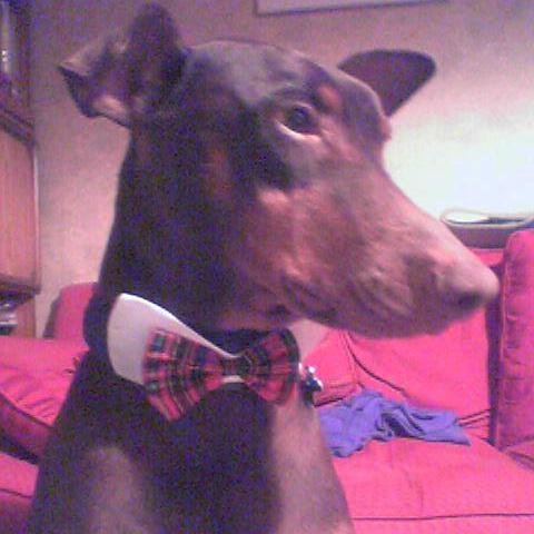 <b>My dog Basil</b>