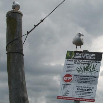 <b>gull on a sign Kate/Sydney</b>