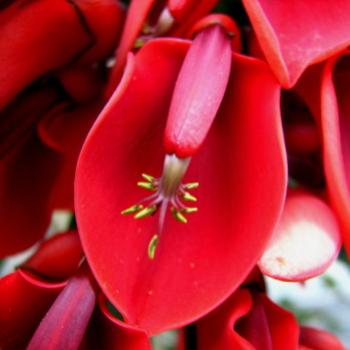 <b>flowering tree Kate/Sydney</b>