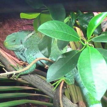 <b>It's not easy been green [eaa]</b>
