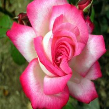 <b>A rose amongst it thorns [eaa]</b>