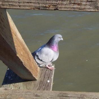 <b>Pigeon on jetty, Aptos/ dino</b>