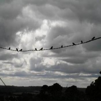 <b>like a bird on a wire [eaa]</b>