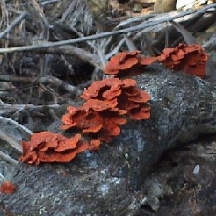 <b>Fungi on Cape Hillsborough mangrove boardwalk, Qld</b>