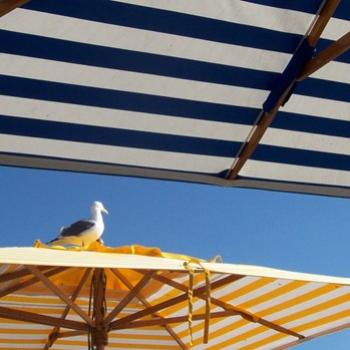 <b>Umbrellas ans seagull/ dino</b>