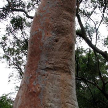 <b>face, Hawksebury River NSW Kate/Sydney</b>