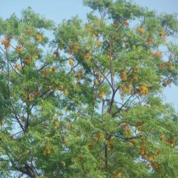 <b>Neem fruit, from my (ap) garden.</b>