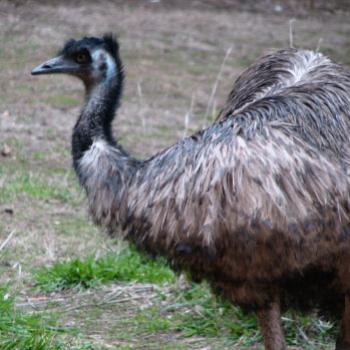 <b>DZJ08 Emu Dromaius novaehollandiae Kate/Sydney</b>