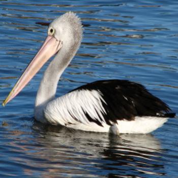 <b>LA08 Australian Pelican - Pelicanus conspicillatus Kate/Sydney</b> <b>LA08 Australian Pelican - Pelicanus conspicillatus Kate/Sydney</b>