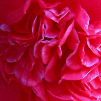 <b>SLJ08 Camellia 1 Kate/Sydney</b>