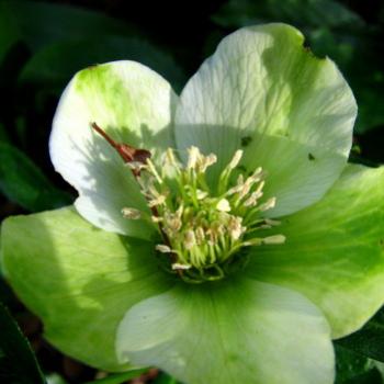 <b>SLJ08 Helleborus orientalis Winter Rose Ranunculaceae Kate/Sydney</b> <b>SLJ08 Helleborus orientalis Winter Rose Ranunculaceae Kate/Sydney</b>