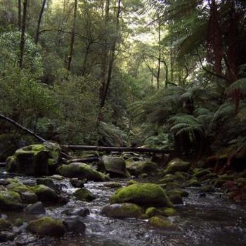 <b>Erskine River, Otway Ranges(Tree Sheila/NSW)</b>