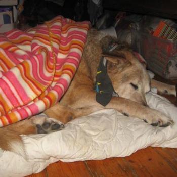 <b>Sleep warm, old dog</b>