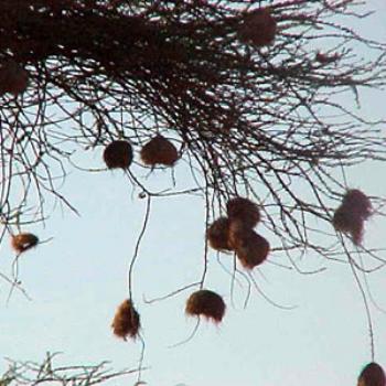<b>Weavers Nests</b>
